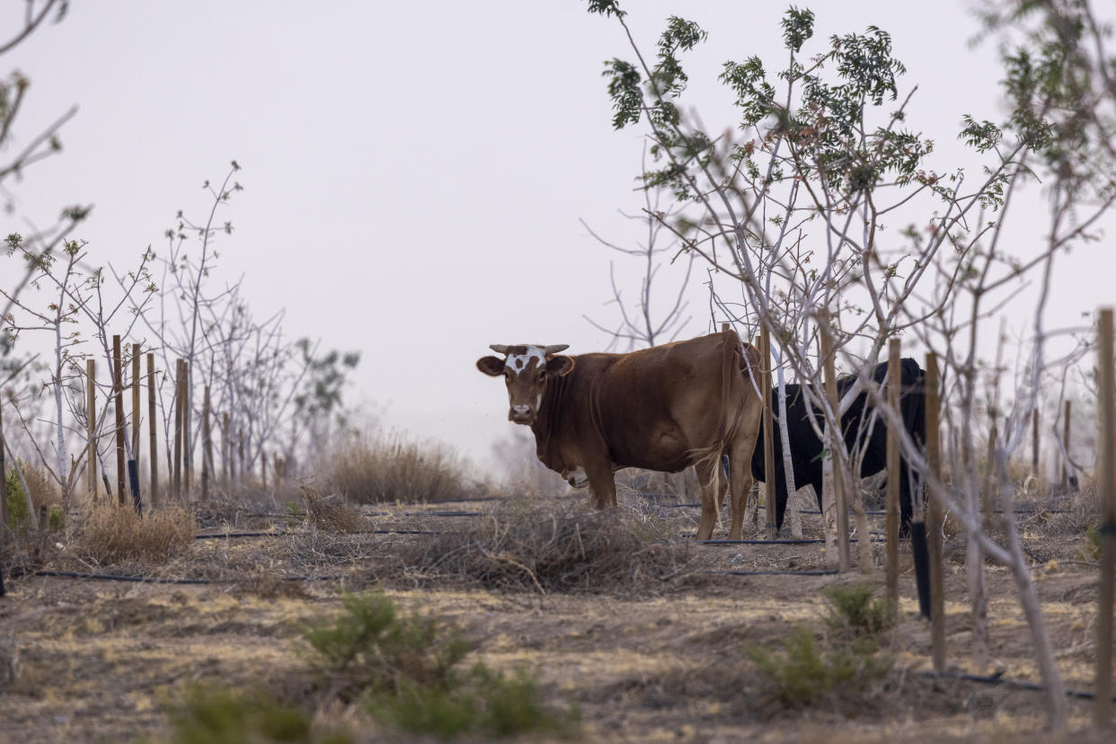 Cattle feed on an abandoned orchard as drought worsens near Red Lake, north of Kingman, Ariz. in June.