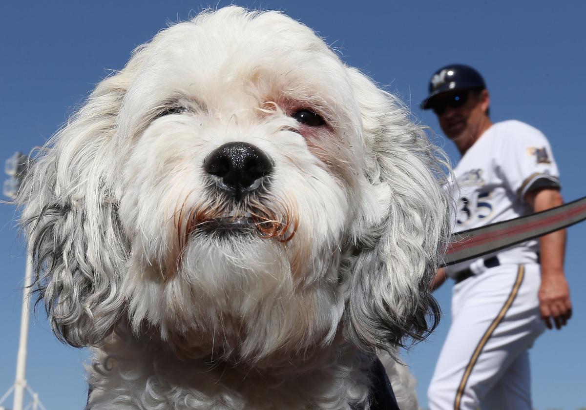 Hank the Dog officially makes Milwaukee Brewers roster