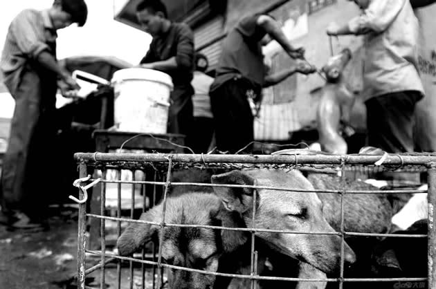 About 5,000 to 10,000 dogs would be butchered at the dog meat festival each year. (ChinaSMACK photo)