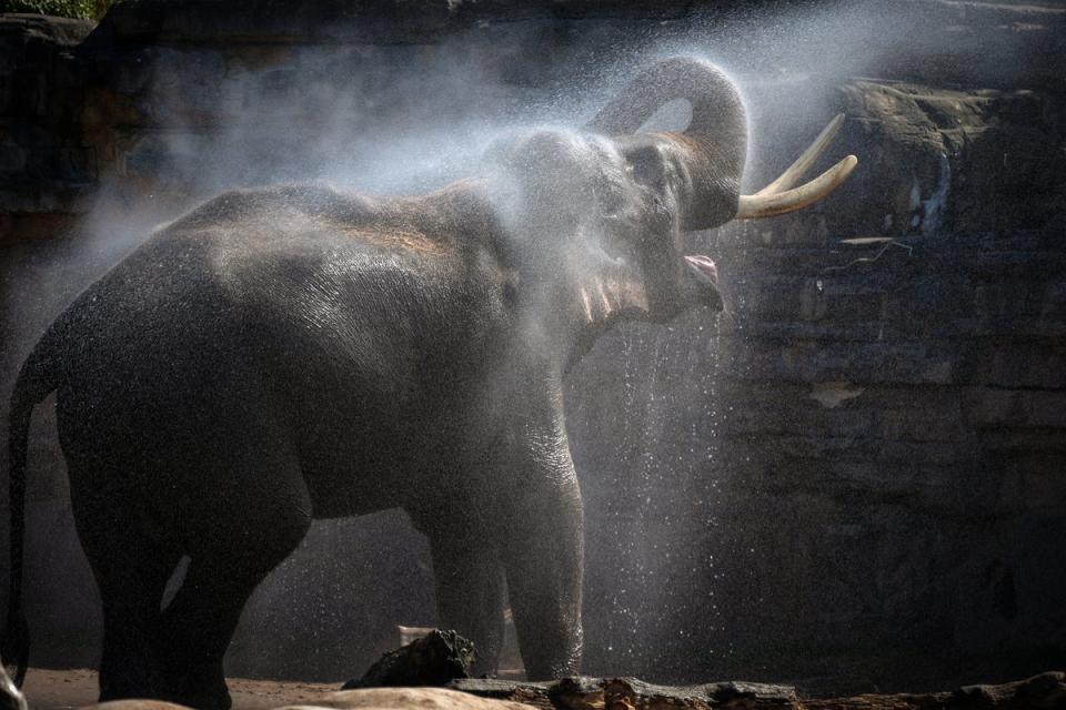 11 August 2022: Aung-Bo, a 21-year-old asian elephant is cooled down by a keeper at Chester Zoo during the heatwave (Getty)