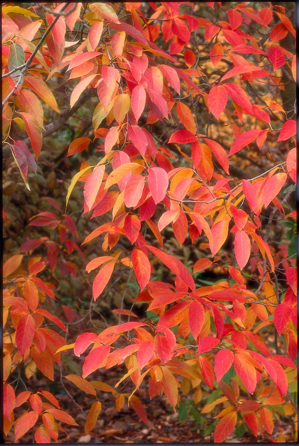 8. Chinese tupelo (Nyssa sinensis)