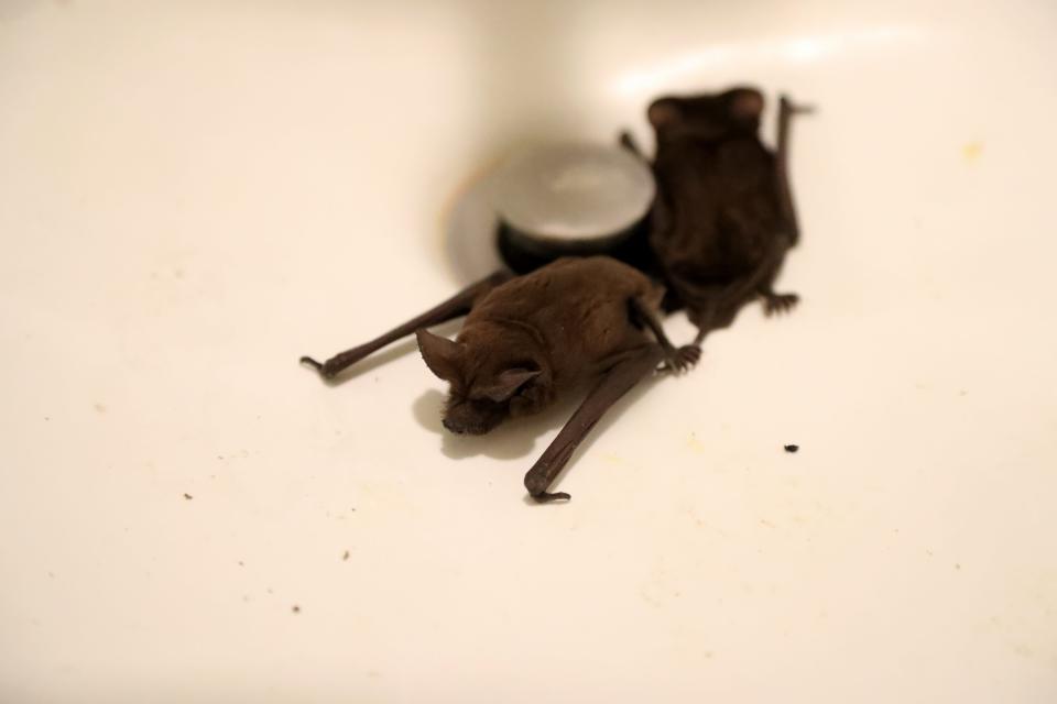 A pair of Bazillion free-tailed bats huddle together in the bathroom sink of the Grant's W 51st Street home on Tuesday, January 30, 2024.