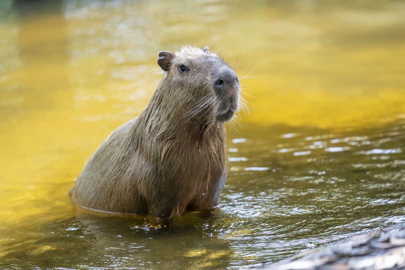 Capibaras en peligro. 