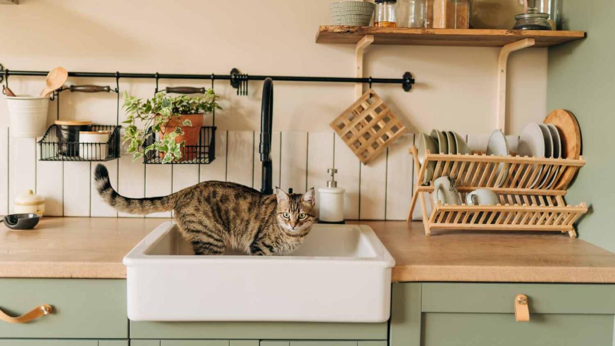 A cat in the kitchen sink