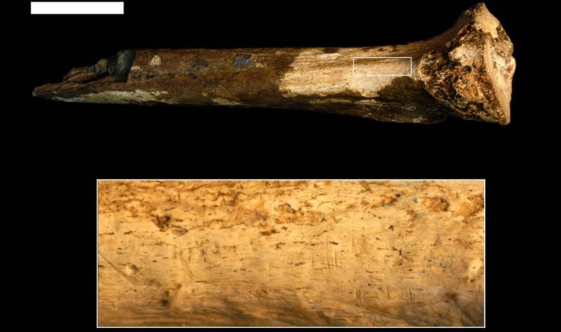 A hominin tibia (top) with evident defleshing marks.
