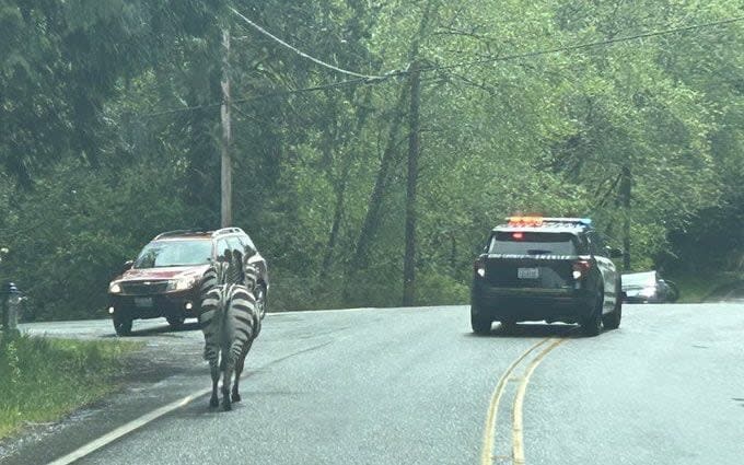 Police have been chasing the zebras since April 29