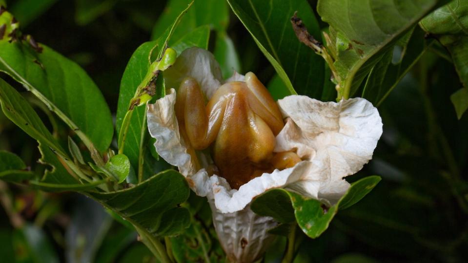 A frog is seen diving headfirst into a flower's bulb to access nectar.