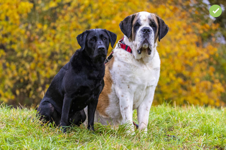 PhotoPlus Pet Portraits Apprentice