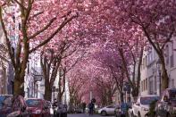 For two to three weeks each spring, the magical tunnel created by the trees lining Cherry Blossom Avenue in Bonn, Germany, brings in tourists and photographers alike.