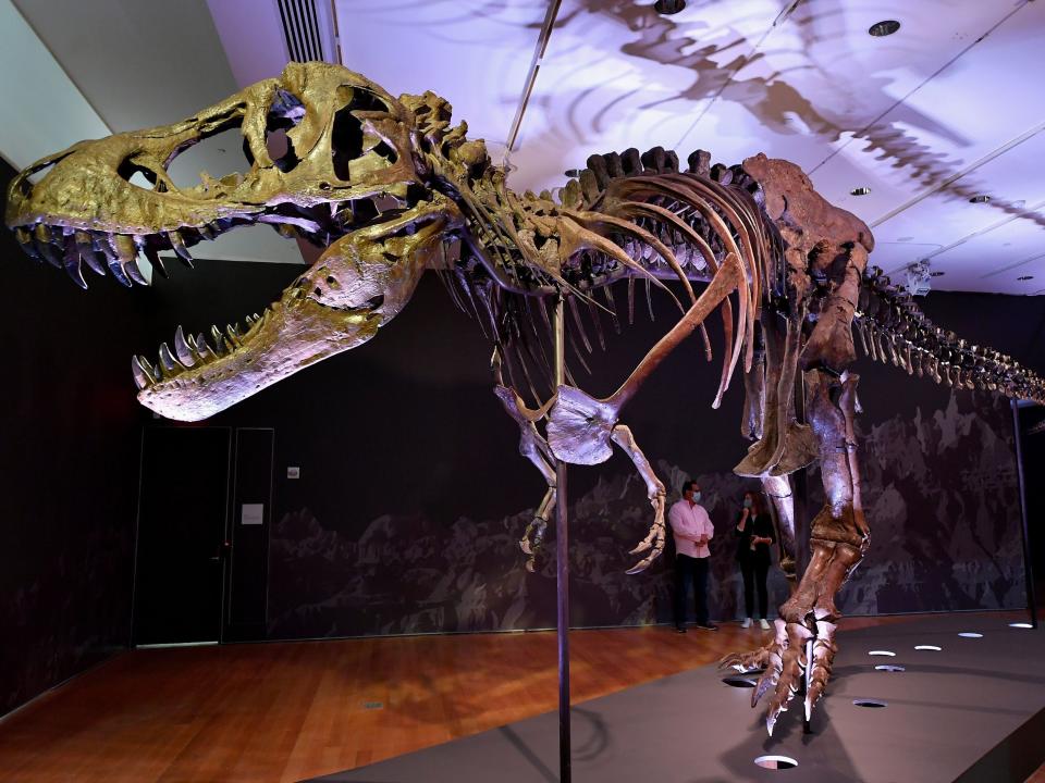 A T.rex skeleton named "Stan" on display at Christie's.