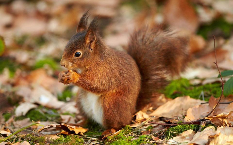 red squirrel - Getty