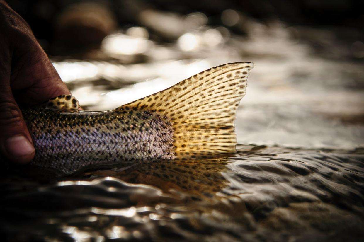 A hand holds the tail end of a trout in the water before releasing it.