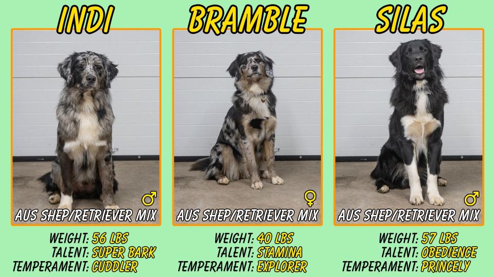 Bramble lives with me, her brothers are close by and come to visit often. <a href="https://www.instagram.com/silas_theaustralianretriever/" rel="nofollow noopener" target="_blank" data-ylk="slk:Silas is getting pretty popular on Instagram;elm:context_link;itc:0;sec:content-canvas" class="link ">Silas is getting pretty popular on Instagram</a>!