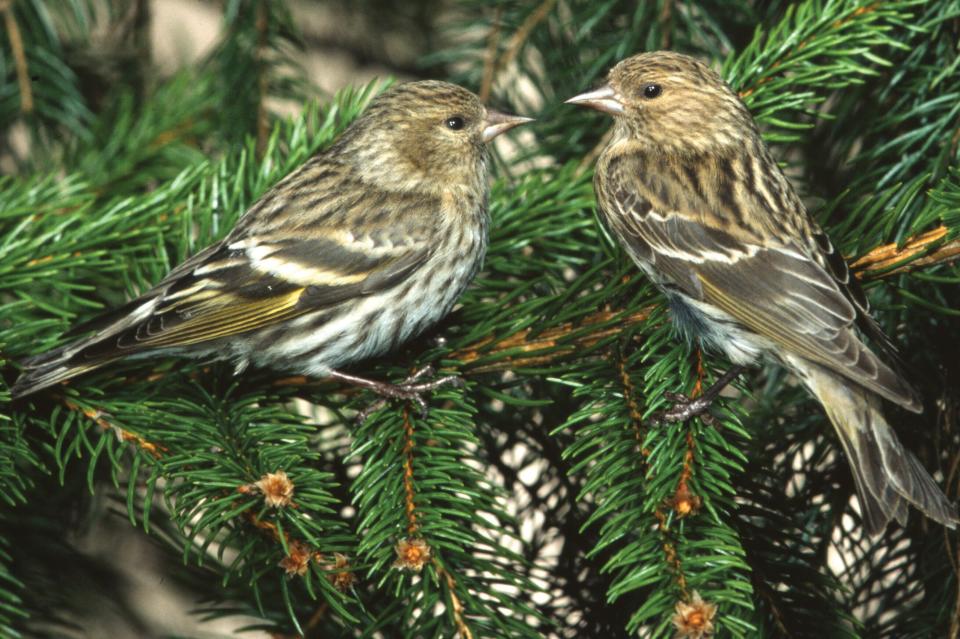 Pine siskins were among the species observed by volunteers at the most recent Christmas Bird Count conducted near Gatlinburg, Tennessee. They are most abundant and visible at lower elevations in winter.