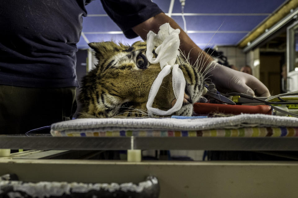 Sayeeda lays on a bed during a veterinarian check, March 28, 2018, in the FELIDA Big Cat Centre. (Photo: Omar Havana/Four Paws)