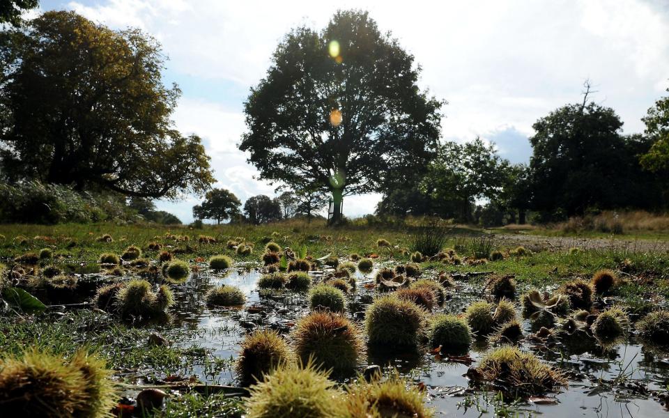 Fans of foraged food are being warned against flouting a ban on taking wild produce from the Royal Parks - PA