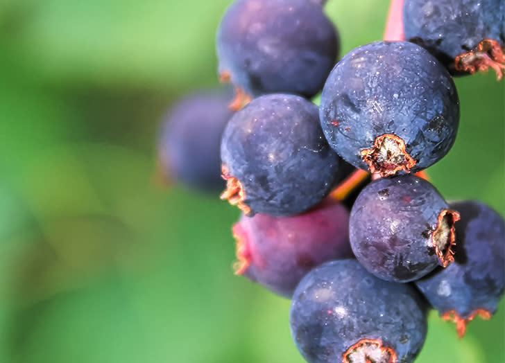 Types of Berries