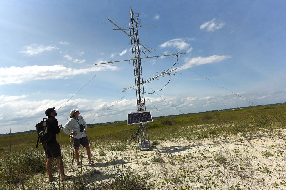The new Motus station on Lea-Hutaff Island will detect any bird that a radio tracker attached to it within a roughly 9-mile radius. KEN BLEVINS/STARNEWS