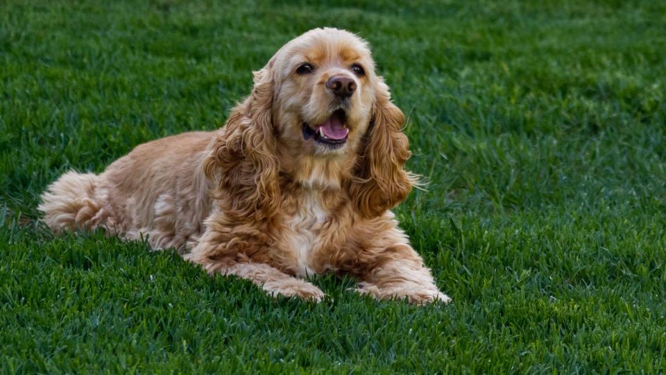 Cocker spaniel