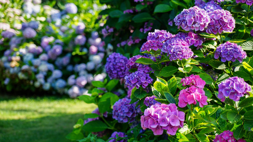 Hydrangeas in a yard