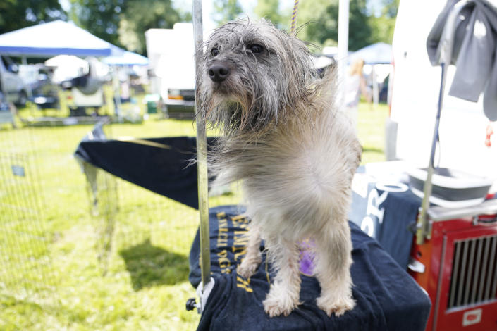 Bruce, a Pyrenean shepherd, is groomed before competing in the 146th Westminster Kennel Club Dog show, Monday, June 20, 2022, in Tarrytown, N.Y. (AP Photo/Mary Altaffer)