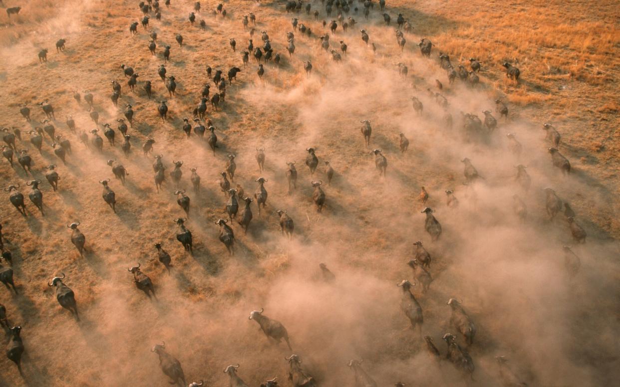 Every year, more than a million wildebeest embark on an 1,200-mile journey across Africa - getty