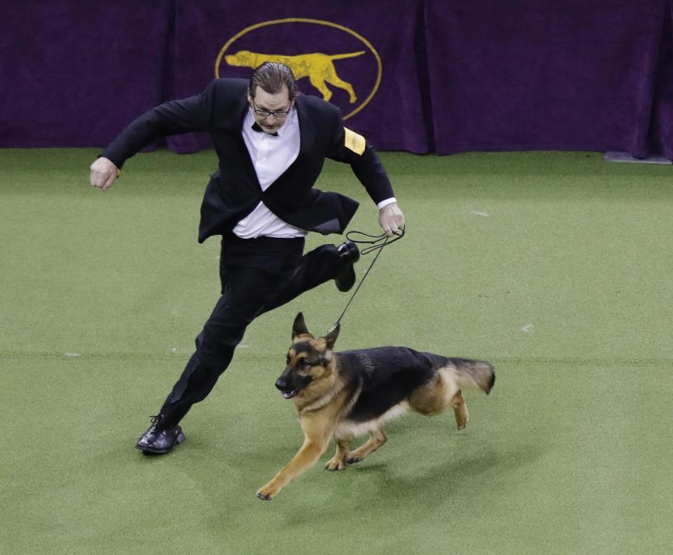 A handler guides Rumor, a German shepherd who later won Best in Show, at the 141st Westminster Kennel Club Dog Show on Tuesday, Feb. 14, 2017, in New York. (AP Photo/Frank Franklin II)