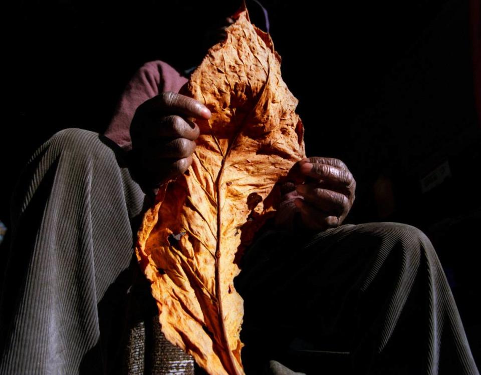 A Wake County tobacco farmer holds a cured leaf at auction in 1995.