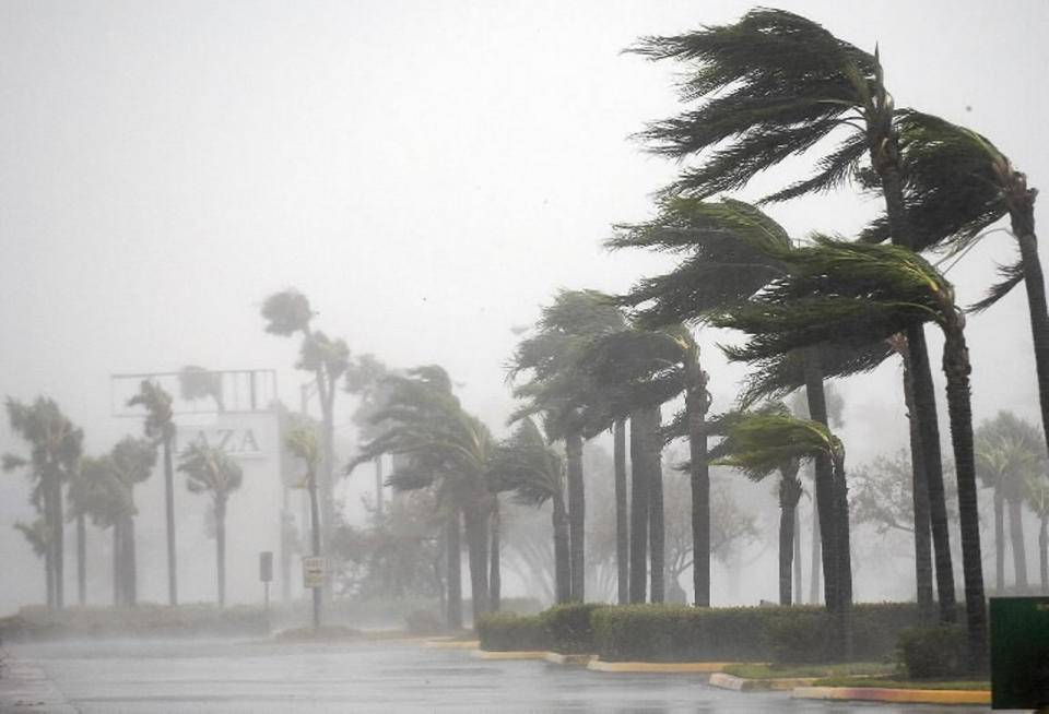 Palm trees lining a parking lot can be seen blowing to one side in strong winds.