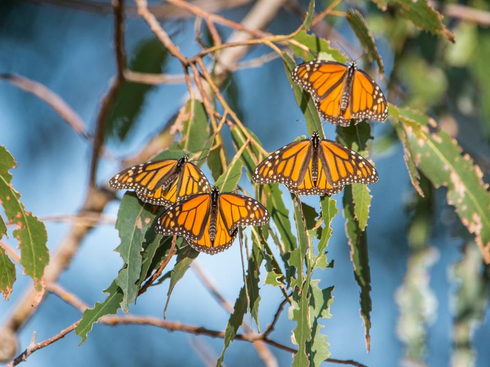 Mexico border wall: Demolition of US National Butterfly Centre begins to make way for barrier