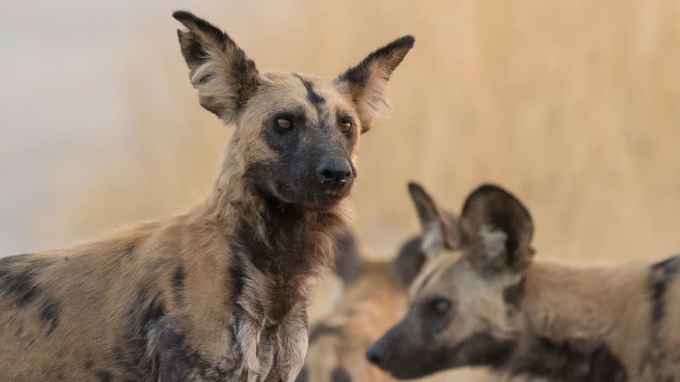 For African wild dogs, climate change is a key threat. Extreme heat prompts them to forage less and rear fewer pups. - Sergio Pitamitz/VWPics/Universal Images Group/Getty Images