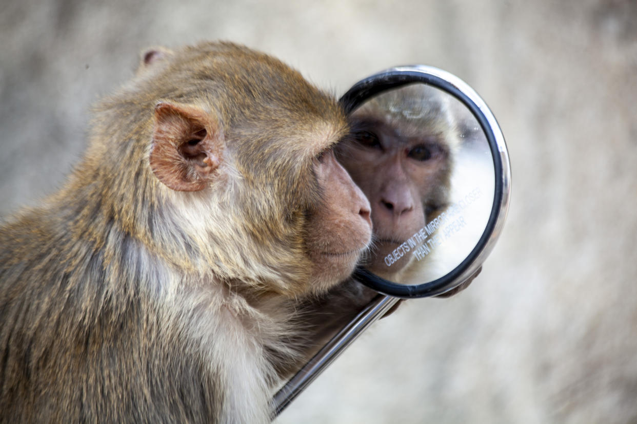  Monkey looks at himself in a handheld mirror. 