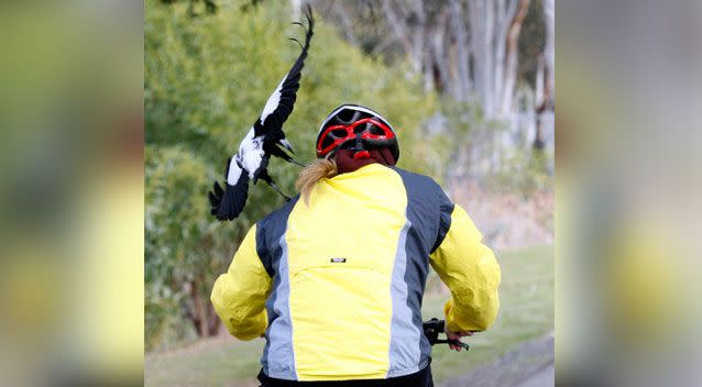 A postman has revealed his genius trick to stop magpies swooping during spring. Photo: AAP