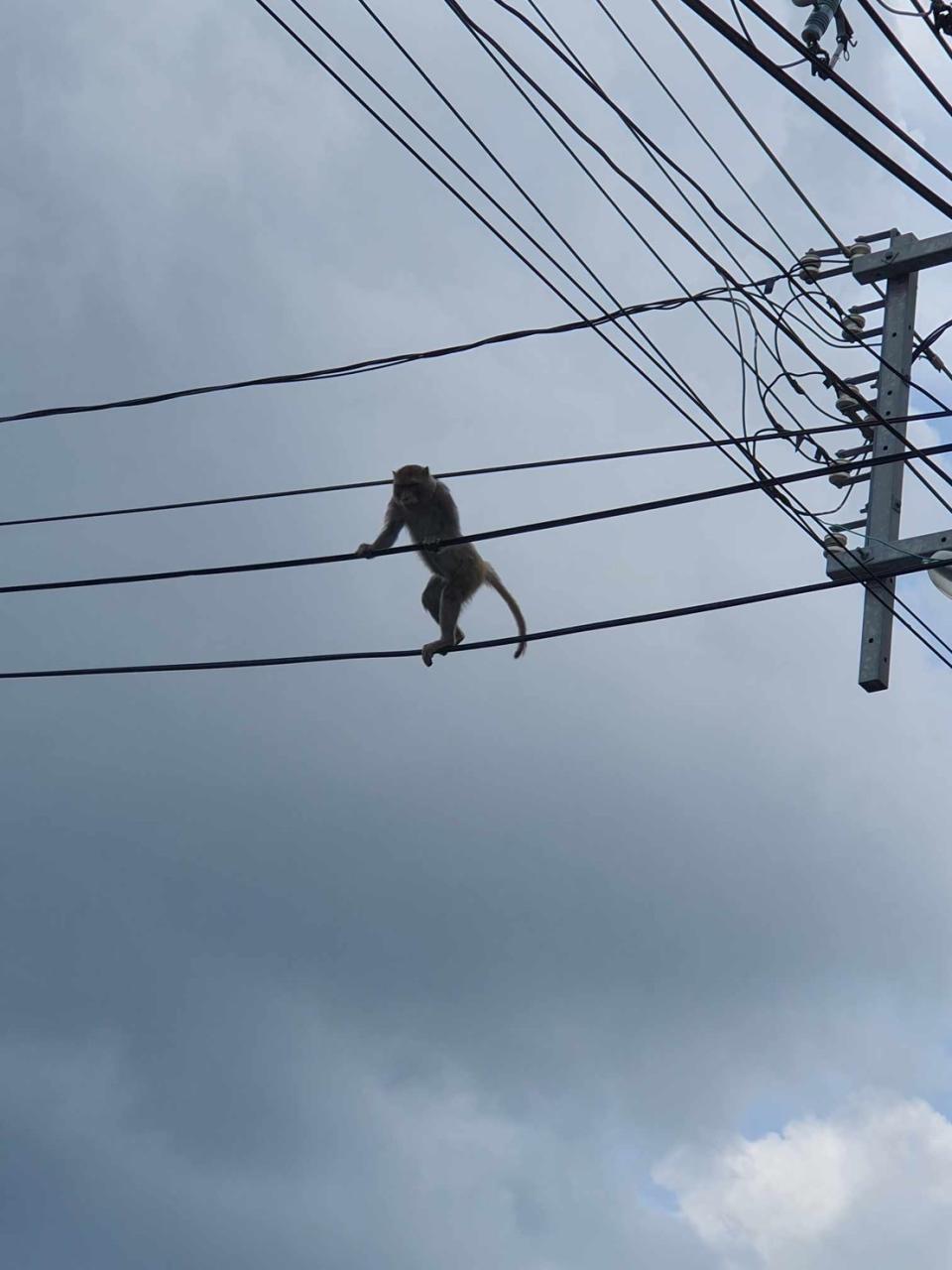 <strong>屏東縣潮州鎮延平路有一隻台灣獼猴攀爬電線過馬路。（圖／洪振嘉提供）</strong>