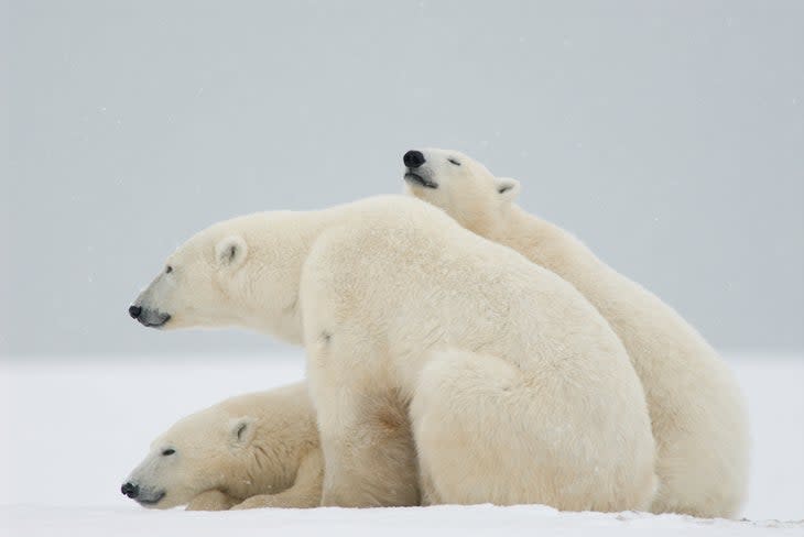 three polar bears sitting in snow