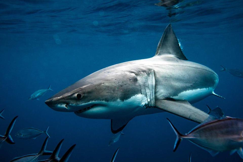 <p>getty</p> Great White Shark