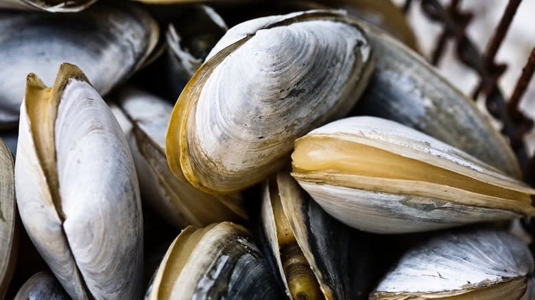 Close-up of live clams in a wire bucket