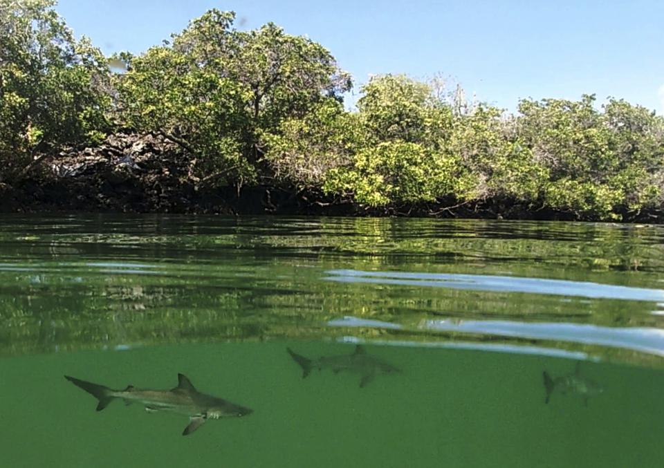 FILE - This Feb. 25, 2019 photo provided by the Galapagos National Park shows a hammerhead shark nursery which was recently discovered in Santa Cruz, Galapagos Islands, Ecuador. The International Union for the Conservation of Nature lists hammerhead sharks as endangered species that have suffered sharply declining numbers in recent years around the world. (Galapagos National Park Photo via AP, File)