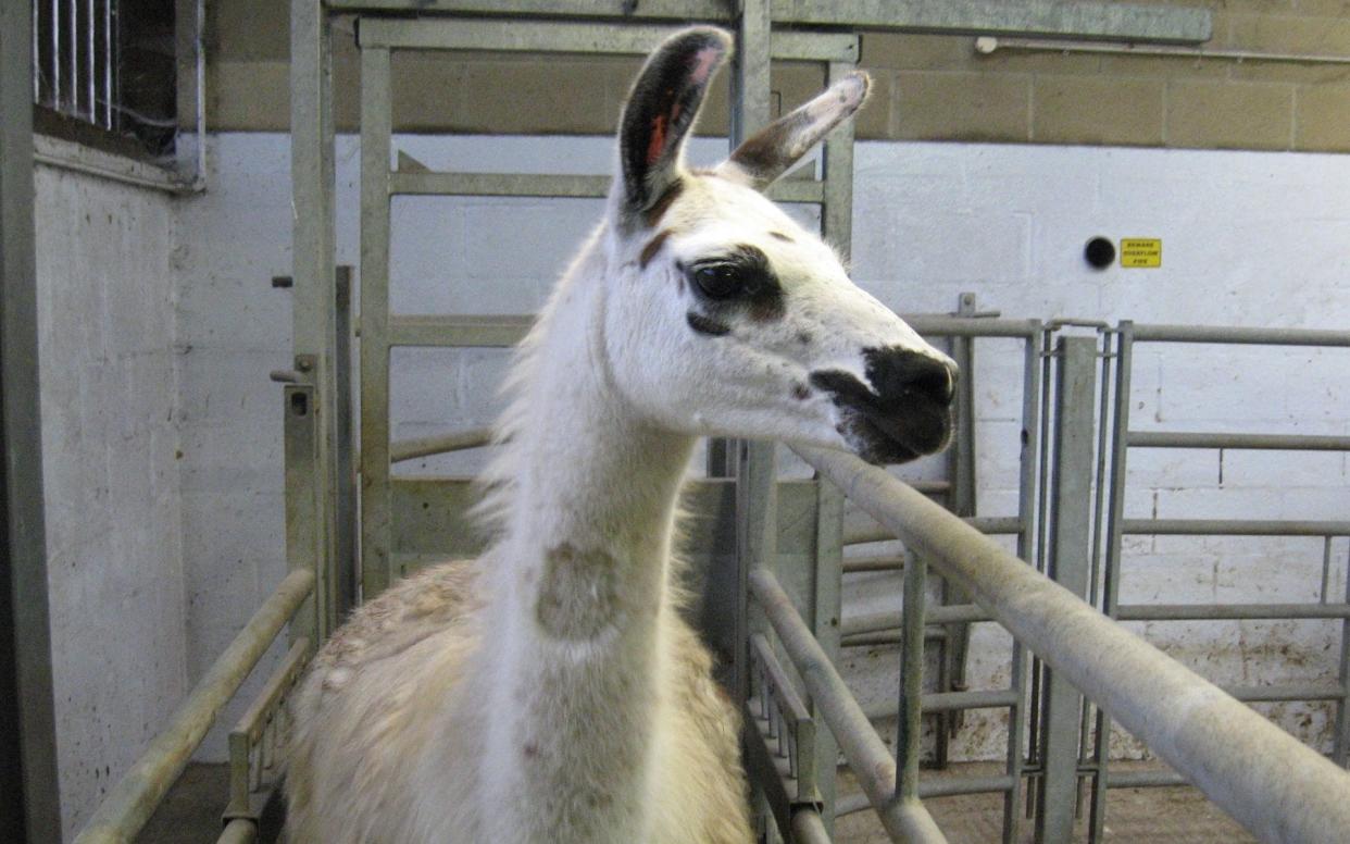 As part of the research, Fifi the llama was injected with the coronavirus spike protein, but did not fall ill as its immune system fought off the virus - University of Reading