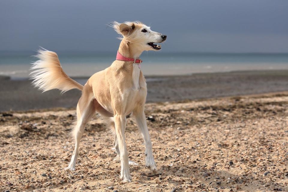 Saluki