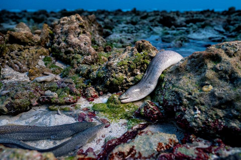 Peppered moray eels look for food in a tidal pool at low tide.