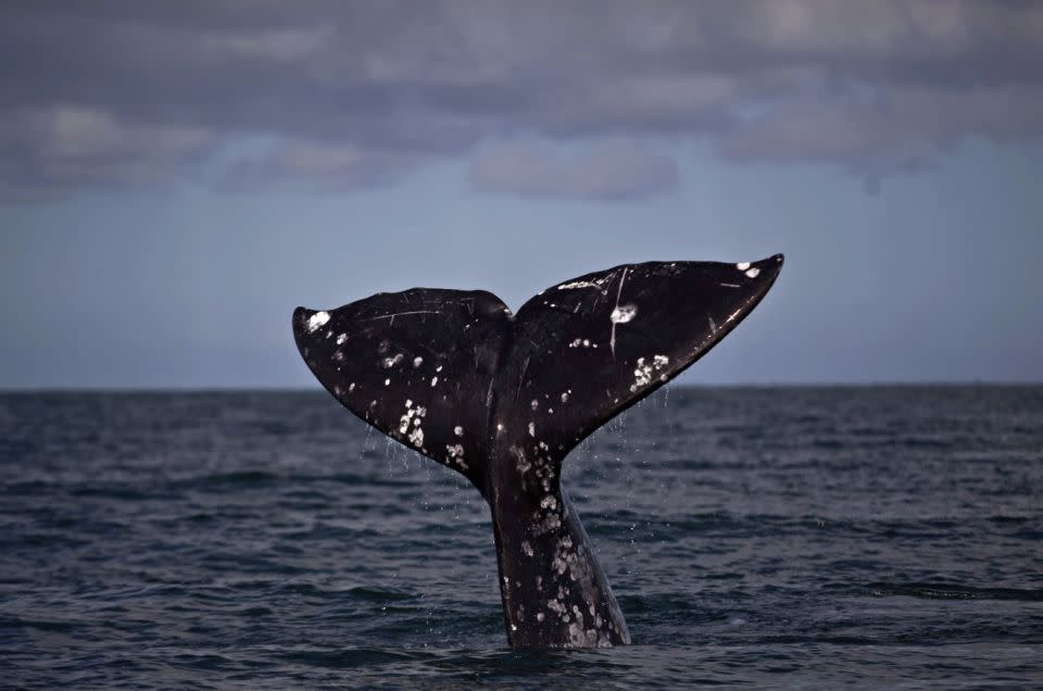 Whales are migrating to previously unoccupied regions, a sign that global warming is affecting ocean life as well as land mammals. Source: AP