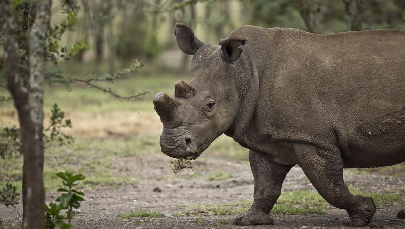 In this photo taken Tuesday, Dec. 2, 2014, female northern white rhino Fatu grazes in the Ol Pejeta Conservancy in Kenya.