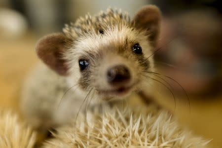 A hedgehog sits in a glass enclosure at the Harry hedgehog cafe in Tokyo, Japan, April 5, 2016. REUTERS/Thomas Peter