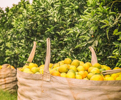 <span class="caption">Brazil's disease-hit orange harvests have triggered a global shortage of orange juice.</span> <span class="attribution"><a class="link " href="https://www.shutterstock.com/image-photo/orange-crop-harvest-brazil-on-winter-688801858" rel="nofollow noopener" target="_blank" data-ylk="slk:Paulo Nabas/Shutterstock;elm:context_link;itc:0;sec:content-canvas">Paulo Nabas/Shutterstock</a></span>