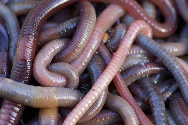 worms