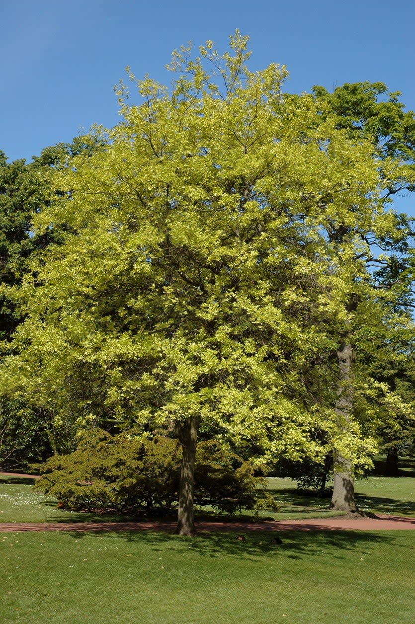 Pin oak tree with yellow-green leaves