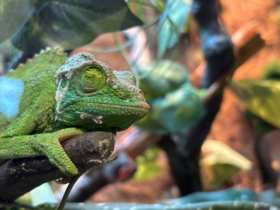 A chameleon rest its eyes before opening day of Blue Zoo.