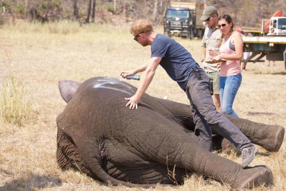 Marking one of the young males so that he is easily identifiable when the family group is released back into the bush and we can keep them together. The spray paint disappears after a few days. (Kensington Palace/Prince Harry)