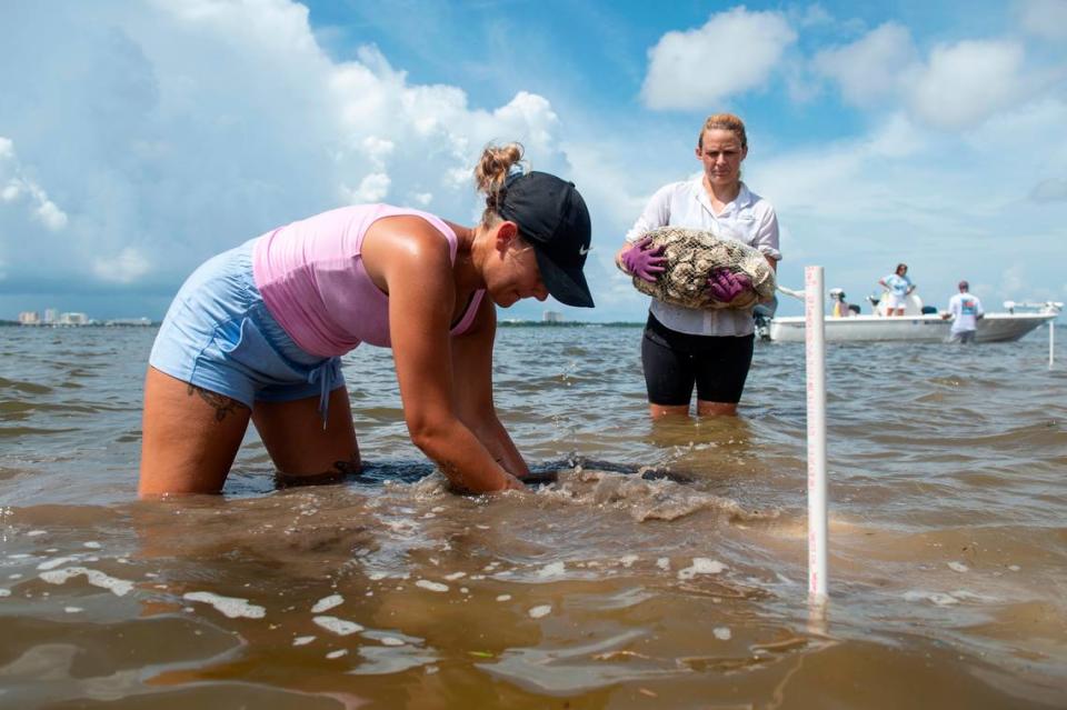 Ryleigh Sprague and Dr. Virginia Schweiss place bags of oyster shells as a part of a project to create a living shoreline on private property in the Back Bay of Biloxi on Tuesday, July 23, 2024. The living shoreline, which is made up of oyster reefs, will help prevent erosion and provide numerous ecosystem services.